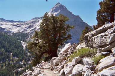 tree-JMT-07