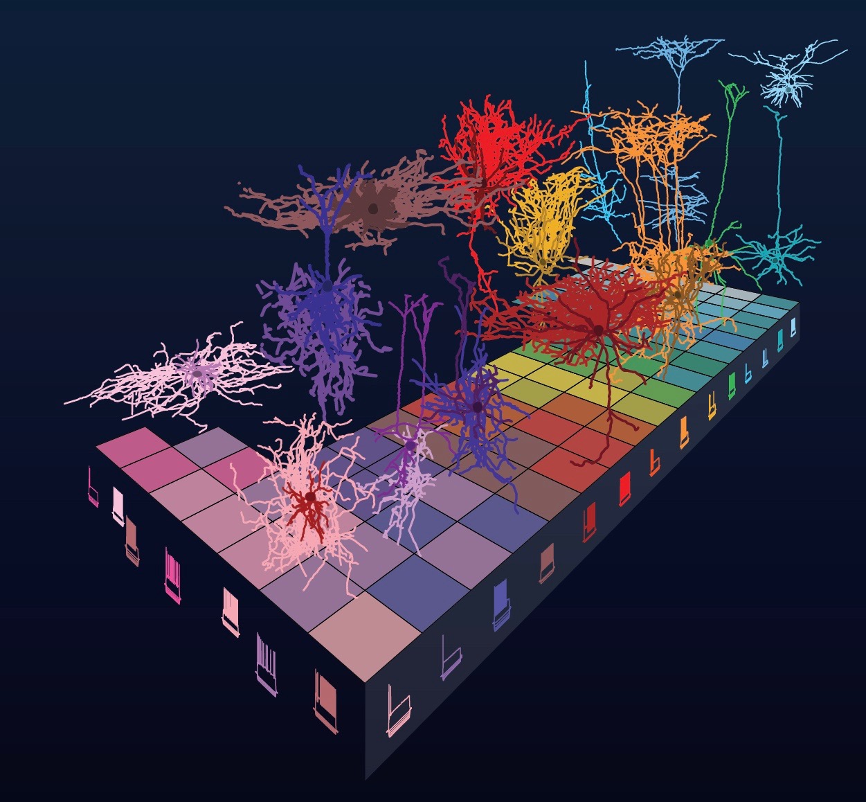 cell-types-periodic-table-2